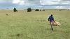 Maasai Tribes Sculpture Stacy Bayne On This Festive Day The Journey Home